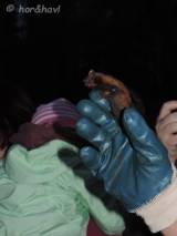 DSCN6348: Foto, video: Záchranáři z Vlašimi vypustili v Čáslavi kolonii netopýrů rezavých