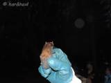 DSCN6351: Foto, video: Záchranáři z Vlašimi vypustili v Čáslavi kolonii netopýrů rezavých