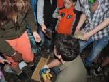 DSCN6357: Foto, video: Záchranáři z Vlašimi vypustili v Čáslavi kolonii netopýrů rezavých
