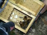 P1310406: Foto, video: Záchranáři z Vlašimi vypustili v Čáslavi kolonii netopýrů rezavých