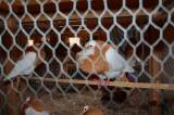 DSC_1429: Foto: V budově chovatelů v Hostovlicích opět vystavili králíky a holuby
