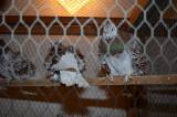 DSC_1430: Foto: V budově chovatelů v Hostovlicích opět vystavili králíky a holuby