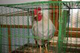 DSC_1432: Foto: V budově chovatelů v Hostovlicích opět vystavili králíky a holuby