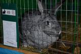 DSC_1447: Foto: V budově chovatelů v Hostovlicích opět vystavili králíky a holuby