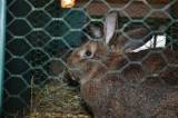 DSC_1448: Foto: V budově chovatelů v Hostovlicích opět vystavili králíky a holuby