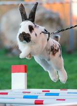 hop4: „Zemědělský hoper“ - soutěž v králičím parkuru, skoku vysokém i dalekém