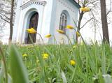 48: Foto: Na čáslavském Hejdofu v těchto dnech rozkvetly tulipány