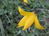 DSCN2263: Foto: Na čáslavském Hejdofu v těchto dnech rozkvetly tulipány
