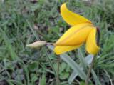 DSCN2264: Foto: Na čáslavském Hejdofu v těchto dnech rozkvetly tulipány