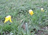 DSCN2275: Foto: Na čáslavském Hejdofu v těchto dnech rozkvetly tulipány