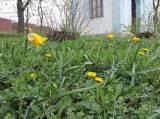 DSCN2276: Foto: Na čáslavském Hejdofu v těchto dnech rozkvetly tulipány