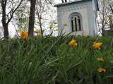 DSCN2279: Foto: Na čáslavském Hejdofu v těchto dnech rozkvetly tulipány