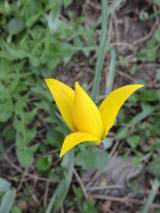 DSCN2288: Foto: Na čáslavském Hejdofu v těchto dnech rozkvetly tulipány