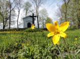 DSCN2345: Foto: Na čáslavském Hejdofu v těchto dnech rozkvetly tulipány