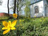 DSCN2347: Foto: Na čáslavském Hejdofu v těchto dnech rozkvetly tulipány