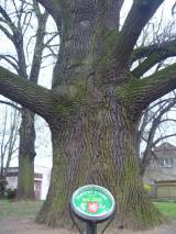 P1160642: Foto: Komise pro regeneraci památek navrhla tři stromy jako památné