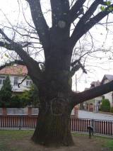 P1160644: Foto: Komise pro regeneraci památek navrhla tři stromy jako památné