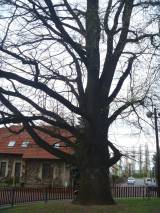 P1160645: Foto: Komise pro regeneraci památek navrhla tři stromy jako památné