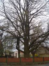 P1160649: Foto: Komise pro regeneraci památek navrhla tři stromy jako památné