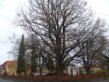 P1160650: Foto: Komise pro regeneraci památek navrhla tři stromy jako památné