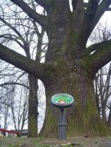 P1160651: Foto: Komise pro regeneraci památek navrhla tři stromy jako památné