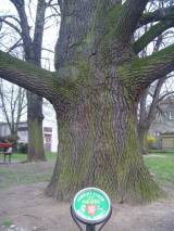 P1160652: Foto: Komise pro regeneraci památek navrhla tři stromy jako památné