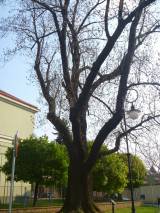 P1160653: Foto: Komise pro regeneraci památek navrhla tři stromy jako památné