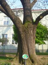 P1160656: Foto: Komise pro regeneraci památek navrhla tři stromy jako památné