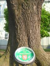 P1160661: Foto: Komise pro regeneraci památek navrhla tři stromy jako památné