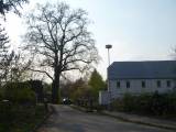 P1160670: Foto: Komise pro regeneraci památek navrhla tři stromy jako památné