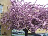P1160738: Foto: Také v Čáslavi můžete narazit na kousek Japonska, právě kvetou sakury