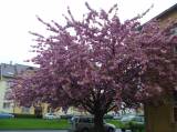 P1160743: Foto: Také v Čáslavi můžete narazit na kousek Japonska, právě kvetou sakury