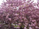 P1160750: Foto: Také v Čáslavi můžete narazit na kousek Japonska, právě kvetou sakury