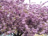 P1160752: Foto: Také v Čáslavi můžete narazit na kousek Japonska, právě kvetou sakury