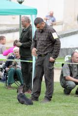 IMG_3843: Foto: Na Oblastní výstavě psů na zámku Kačina bylo k vidění celkem 43 plemen