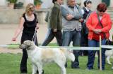 IMG_3852: Foto: Na Oblastní výstavě psů na zámku Kačina bylo k vidění celkem 43 plemen