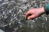 IMG_0519: Rybáři „vyprázdnili“ druhý největší rybník společnosti Městské lesy a rybníky Kutná Hora