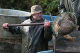 IMG_0582: Rybáři „vyprázdnili“ druhý největší rybník společnosti Městské lesy a rybníky Kutná Hora