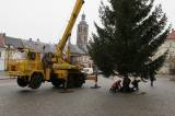 IMG_3760: Vánoční strom už je na Palackého náměstí, rozsvítí se 3. prosince