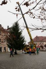IMG_3769: Vánoční strom už je na Palackého náměstí, rozsvítí se 3. prosince