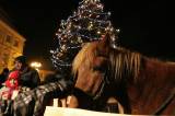 IMG_6151: V Kutné Hoře se vánoční strom rozzářil v pátek, starosta přál lidem klidné svátky