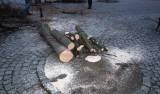 IMG_4653: I desítky let staré lípy v centru Čáslavi padají k zemi, na vině je jejich špatný zdravotní stav