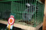 IMG_5843: Chovatelé vzali výstavu v Hostovlicích útokem, během dvou hodin nakoupili 150 králíků