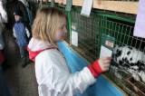 IMG_5866: Chovatelé vzali výstavu v Hostovlicích útokem, během dvou hodin nakoupili 150 králíků
