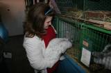 IMG_5906: Chovatelé vzali výstavu v Hostovlicích útokem, během dvou hodin nakoupili 150 králíků