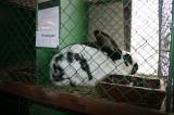 IMG_5908: Chovatelé vzali výstavu v Hostovlicích útokem, během dvou hodin nakoupili 150 králíků