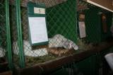 IMG_5919: Chovatelé vzali výstavu v Hostovlicích útokem, během dvou hodin nakoupili 150 králíků
