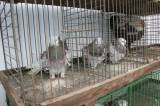 IMG_5930: Chovatelé vzali výstavu v Hostovlicích útokem, během dvou hodin nakoupili 150 králíků