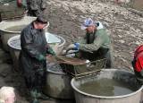 IMG_9761: Rybáři vylovili Podměstský rybník v Čáslavi do poslední rybičky