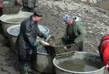 img_9764: Rybáři vylovili Podměstský rybník v Čáslavi do poslední rybičky